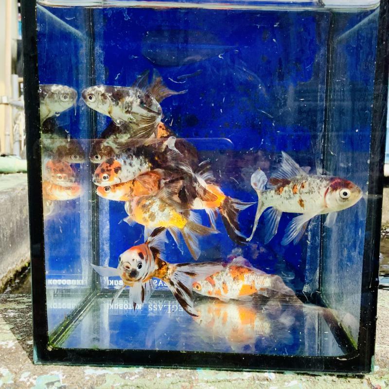 ���^���b�N�镶��