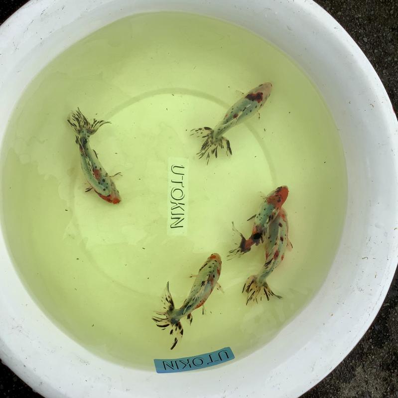 �L�����R�a��