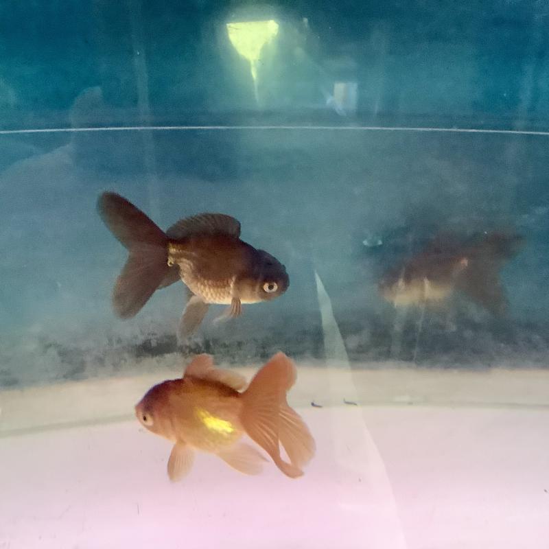 ���[�Y���[�Y�I�����_