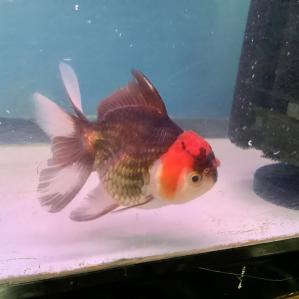�O���g���J���[�I�����_