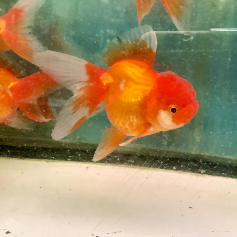 �ѓc�I�����_