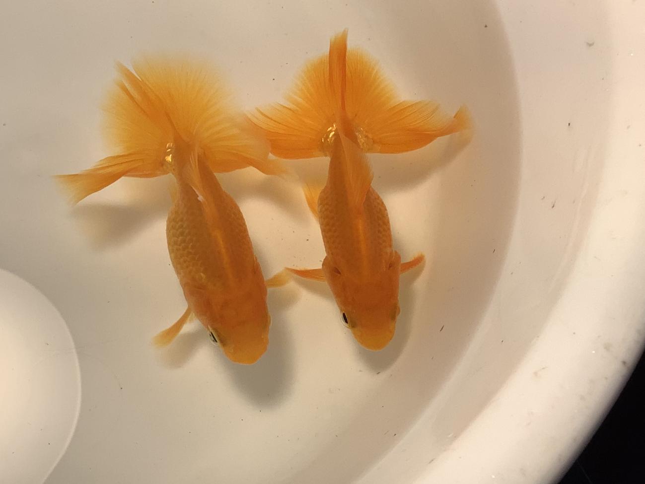 今週の入荷お知らせ