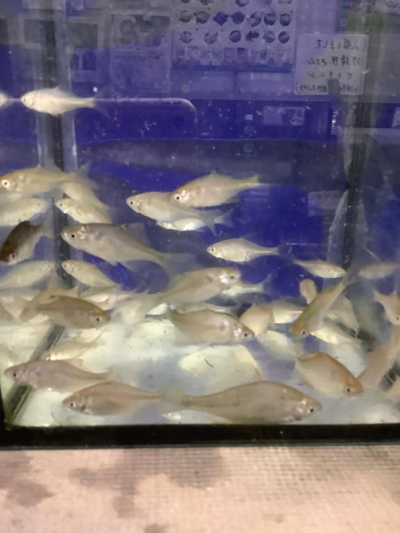 �嗤�o���^�i�S