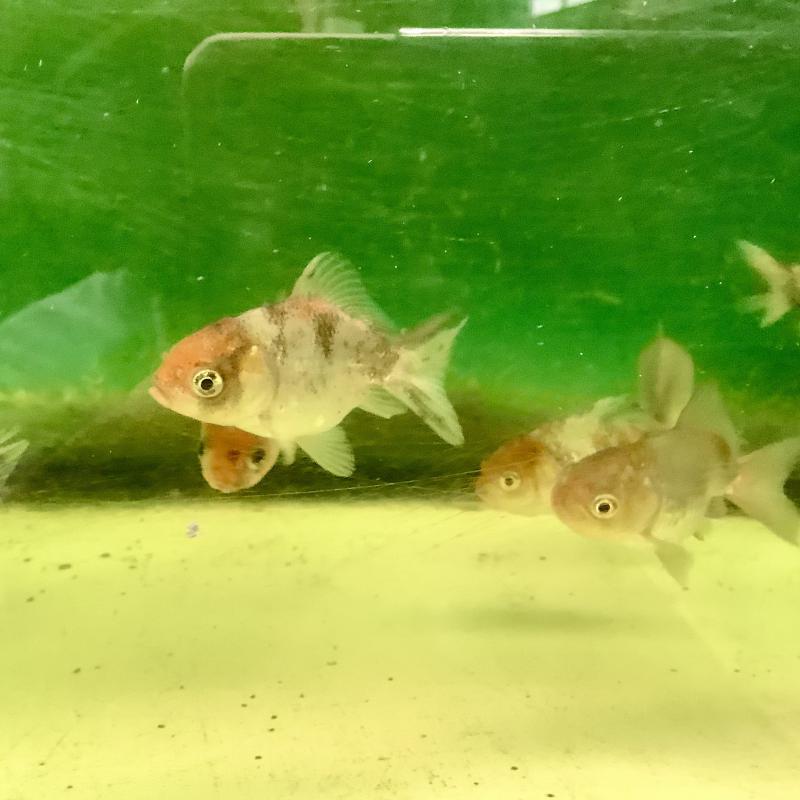 �V���[�g�e�[������