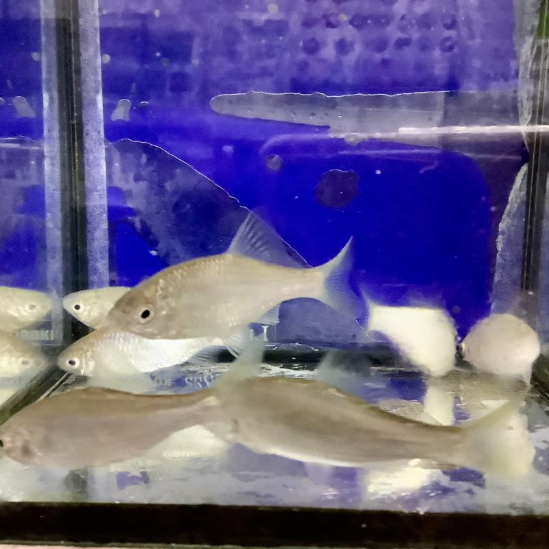 �����^�i�S