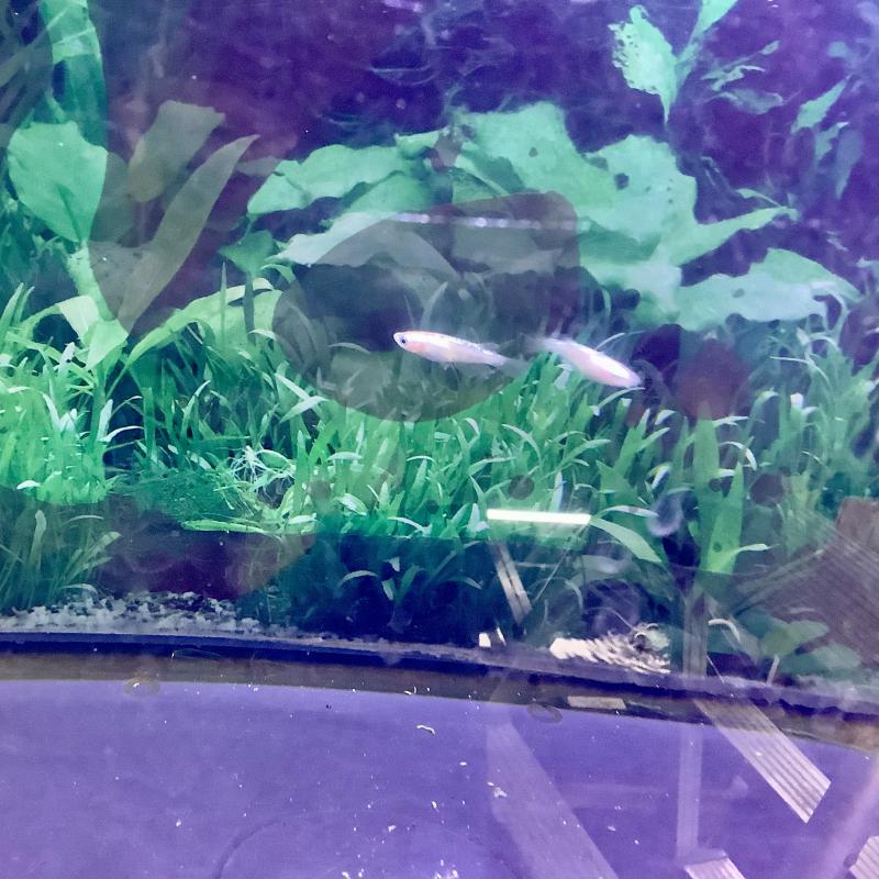 �v���`�i�X�^�[�_�X�g���_�J