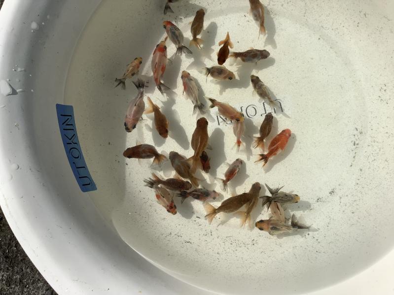 �V���[�g�e�[������