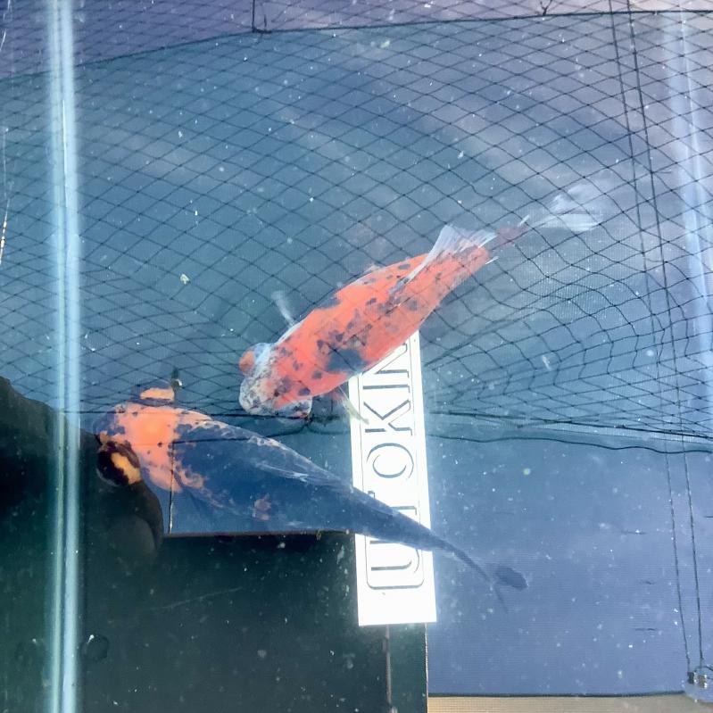 �L�����R���o�ڋ�