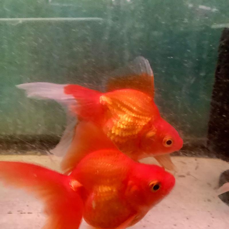 �ѓc�@����