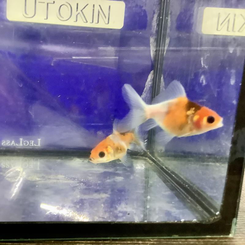 ���Y�@���с@���[�Y�e�[��