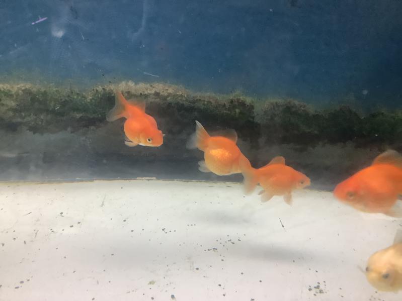 �s���|���p�[��