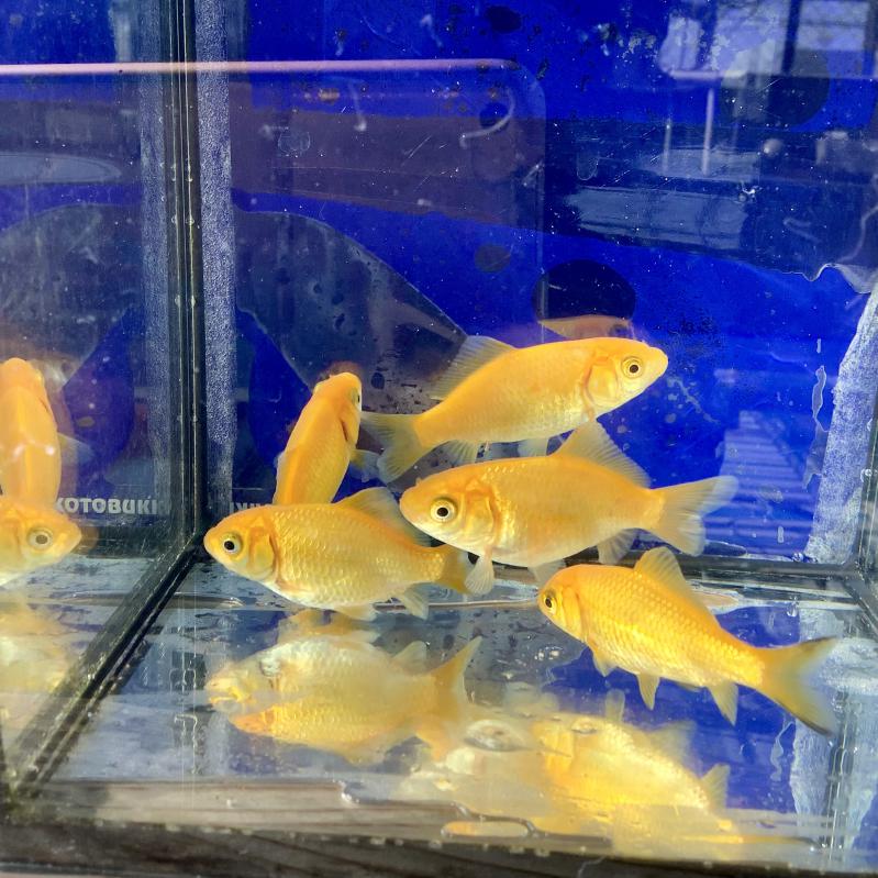 �������a��