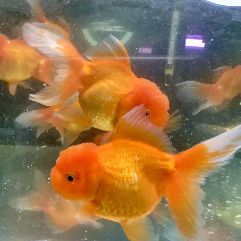 �ѓc�@�I�����_