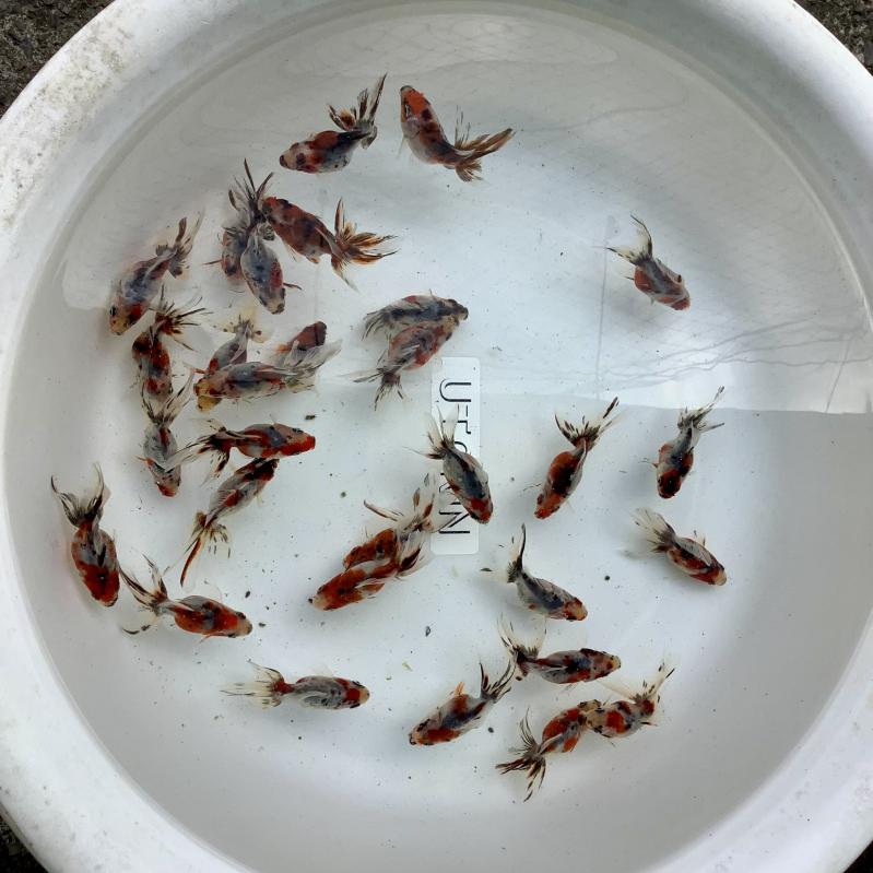 ����Y�@�L�����R����