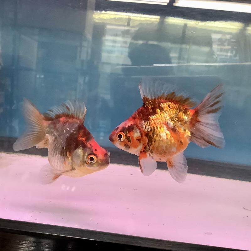 ��Ӄ_���}����