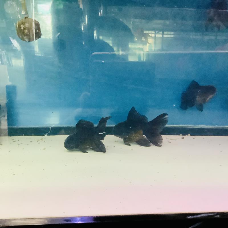 �^���I�����_���[�Y�e�[��