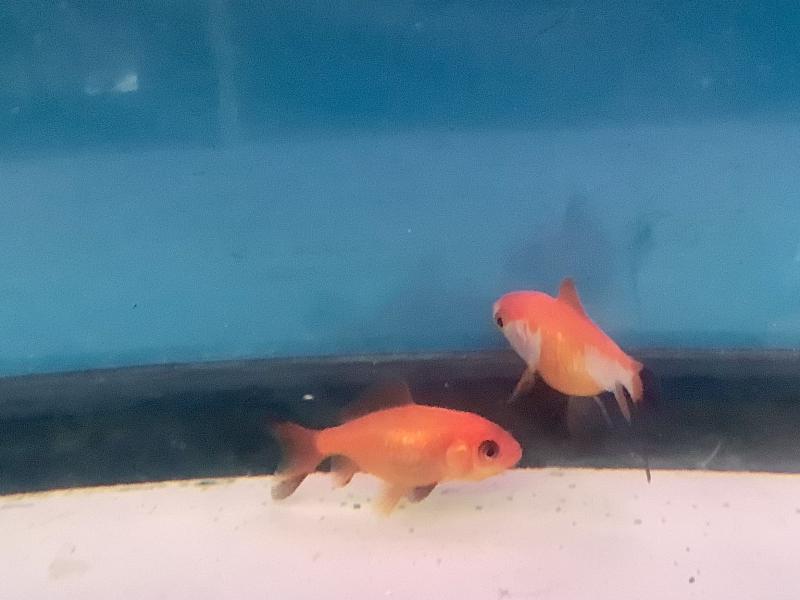 �h���S���X�P�[���a��