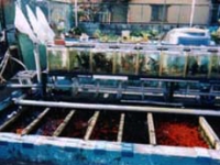 野外金魚販売池