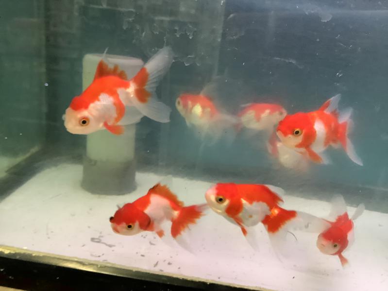 �X�уI�����_