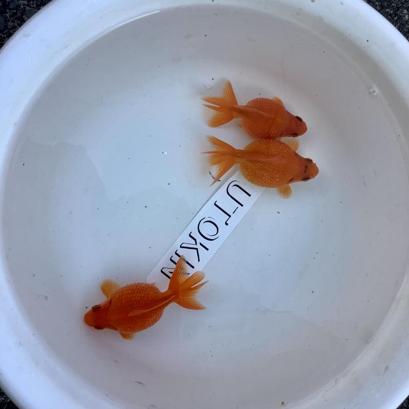 �s���|���p�[��