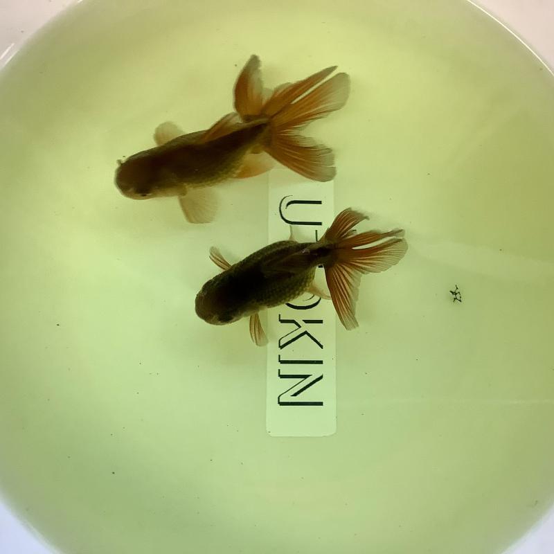 �����[�Y�e�[���I�����_