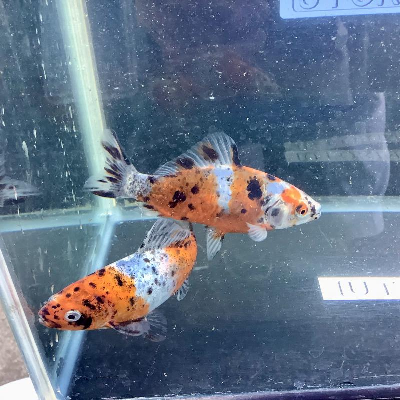 �L�����R�a��