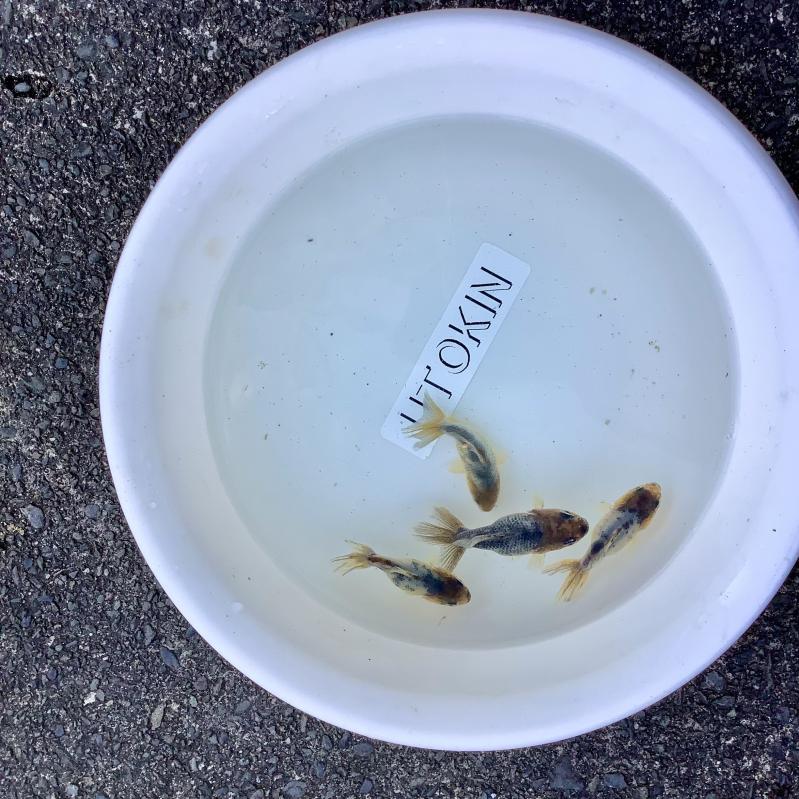 ���n�I�����_�V���[�g�e�[��