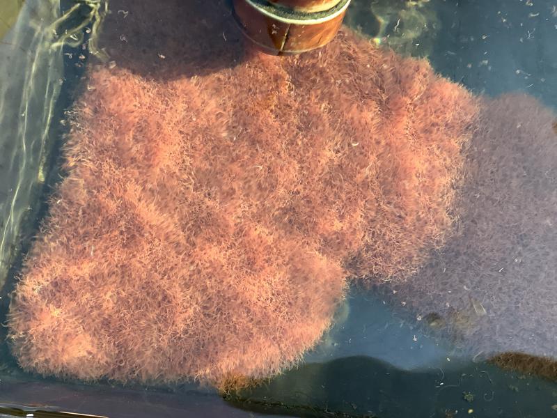 T̓׏@Cg~~Y@{ׁ@@Mыʕiׁ@Ηj@ь