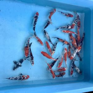 �{���̓��׏��@�ь�