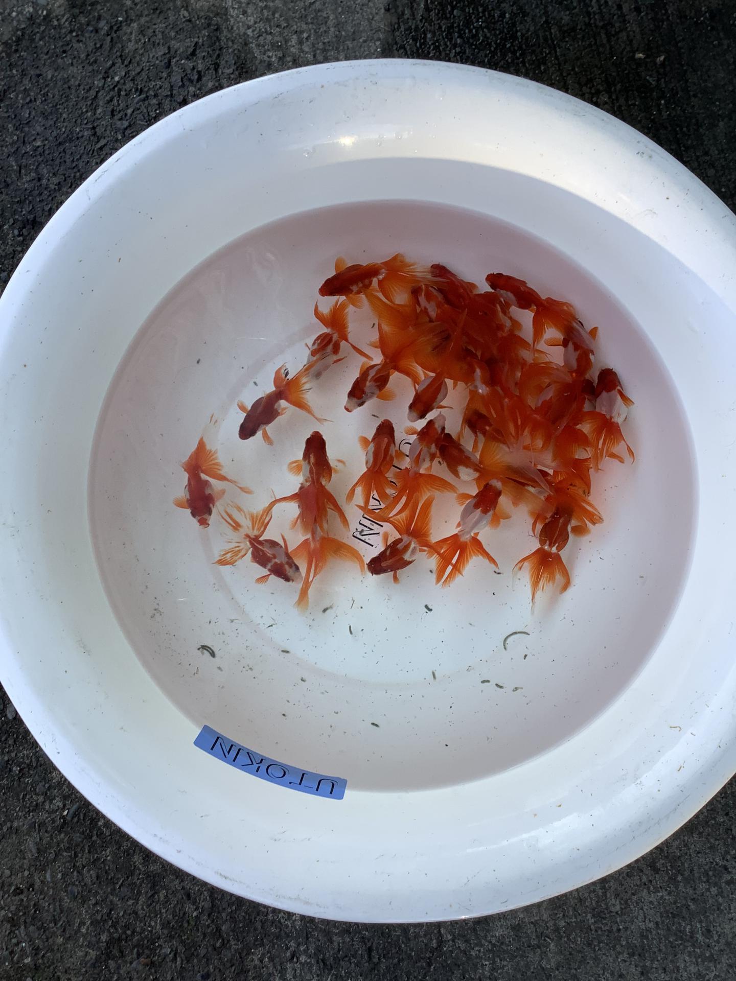 �{���̓��ׁ@�X�ї����@�ѓc�Y