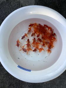 �{���̓��ׁ@�X�ї����@�ѓc�Y