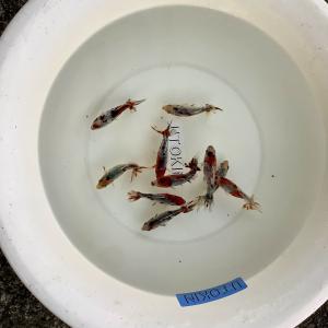 ���N�x�A�Ō�̓��ׁ@�����@�L�����R�a��(�؉��{����)