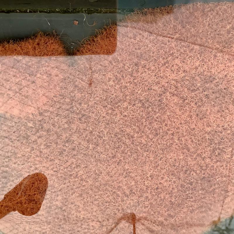 ���T�̓��ׁ@����1�i��@�M�ы���ʕi��@�C�g�~�~�Y