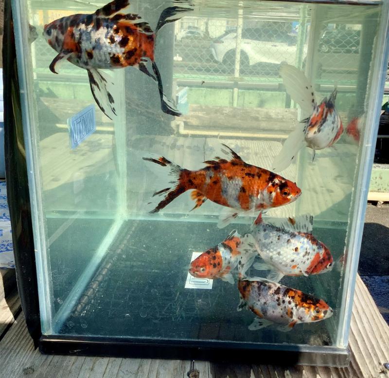 �X�g�b�N���ׁ@��ӎ镶��