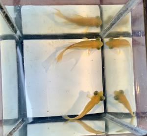 ���T�̓��ׁ@����1�i��@�M�ы���ʕi��