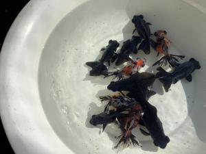 �{�����ׁ@�����@1�i��