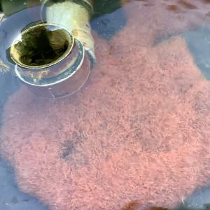 �{�����ׁ@�@�C�g�~�~�Y�@�M�ы���ʕi��