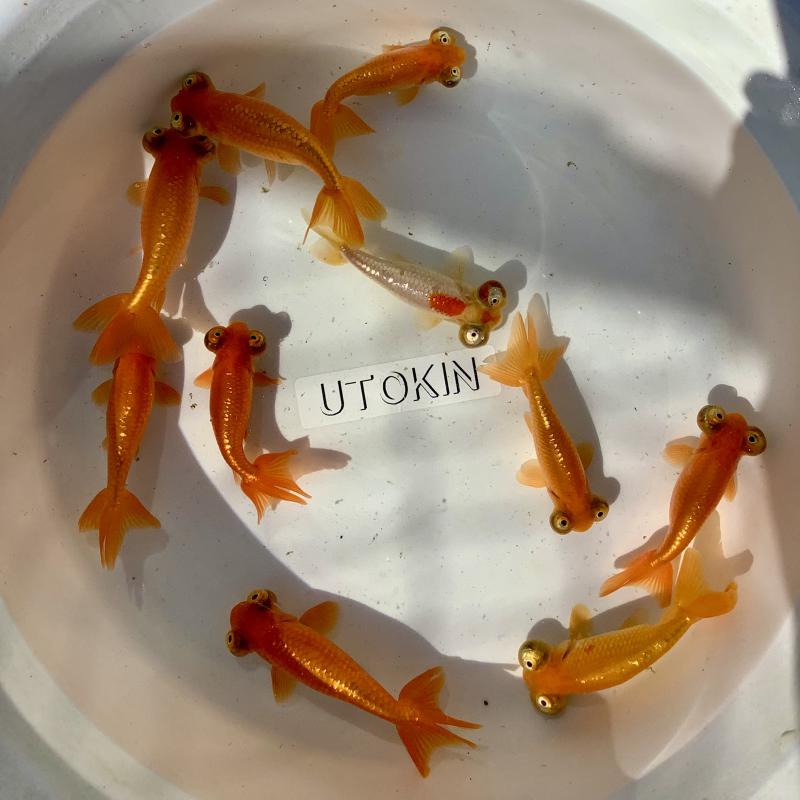 ���V��{�����ׂ��܂���