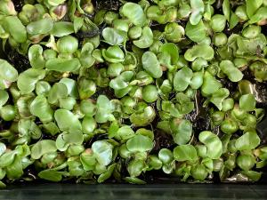 ���T�̓��ׁ@����4�i��@�M�ы���ʕi��@���N�x�����ׂقĂ���