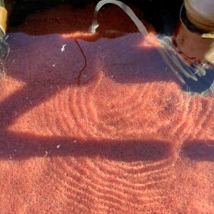 ���T�̓��ׁ@�����@1�i��@�M�ы���ʕi��@�C�g�~�~�Y�@���ׂ��܂���