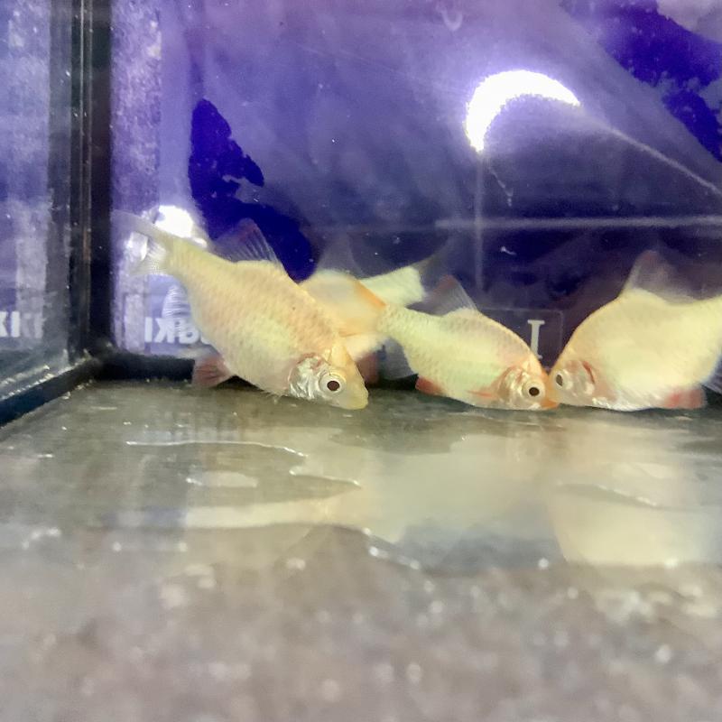 ���T�̓��ׁ@�����@3�i��@���_�J�@1�i��@�M�ы���ʕi��