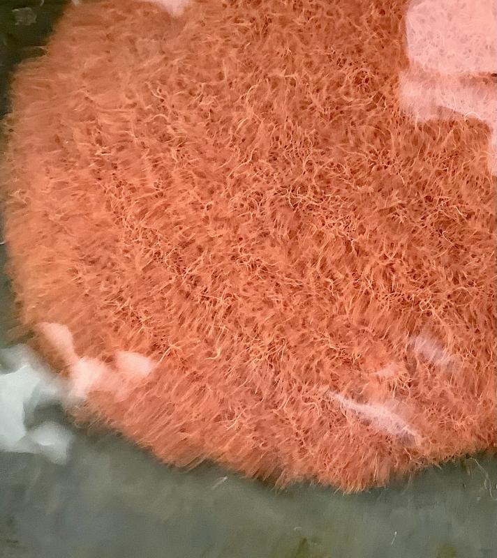 ���T�̓��ׁ@�����@2�i��@�M�ы���ʕi��@�C�g�~�~�Y