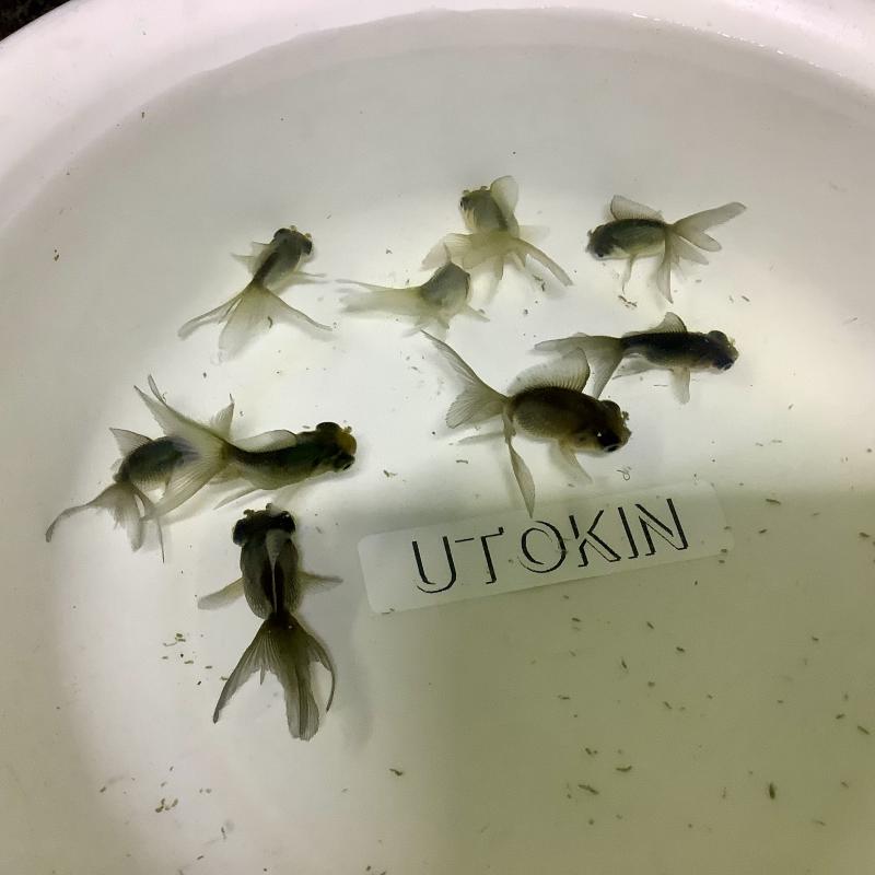 ������獡���̓��ׁ@�ь�@�����@5�i��@���_�J1�i��